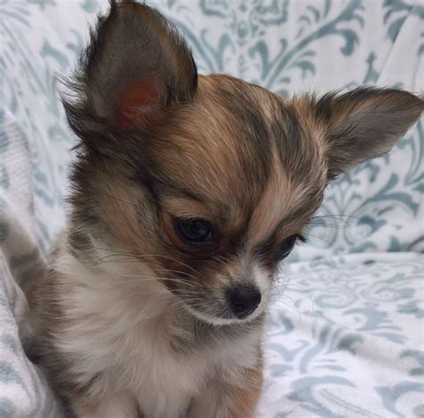 UK Chihuahuas and pups Show , Chat & Advice